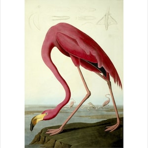 American Flamingo Poster by John James Audubon