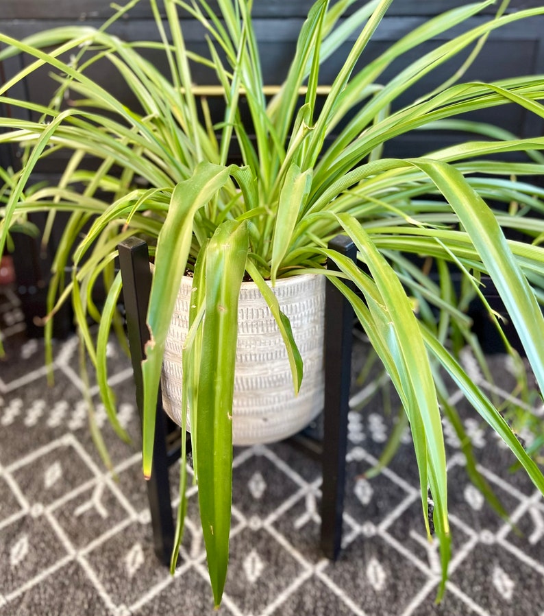 Solid Green Nonvariegated Spider Plant Baby Etsy