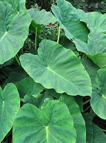 Elephant Ears, Colocasia, Taro Plant