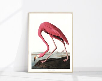 Pink Flamingo Vintage Art Print, Pink Wall Décor, Hot Pink Wall Art, 1800s Art Prints, John Audubon Poster, Antique Bird Illustration, FL