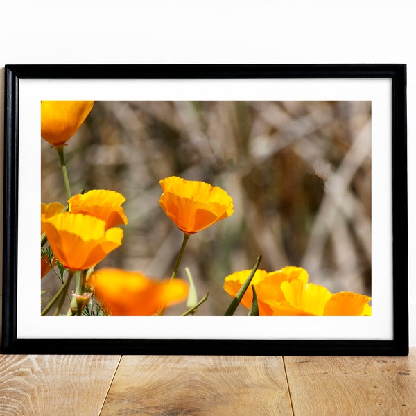 California Poppy Print, Flower Photography, California State Flower, California Photography, Poppies, Orange Flowers, Orange Wall Décor