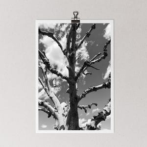 Black & White Photography, Nature Photo, Bare Tree Branch Print, Nature Wall Art, Minimalist Decor, Rustic Home Decor