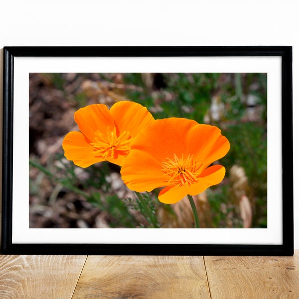 California Poppy Print, Flower Photography, California State Flower, California Photography, Poppies, Orange Flowers, Orange Wall Décor