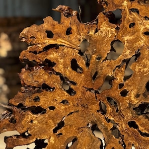 May include: Close-up of a section of a large, irregularly shaped piece of wood. The wood is a warm brown color with darker brown and black accents. The surface has numerous holes and a textured appearance. The text "107 48 44" is visible.
