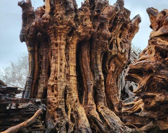 1000 Years Old Ancient Turkish Olive Tree