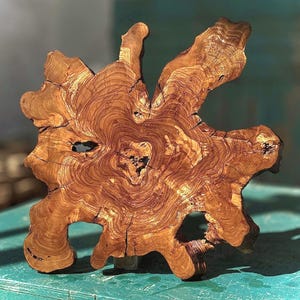 Rodaja de raíz de olivo, borde vivo (12-24 pulgadas, superficie lijada)