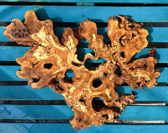 24&quot; Olive Root Slices Live Edge Wood Burl 60 cm Flattened, Sanded, for Epoxy Resin Table, Wall Hang
