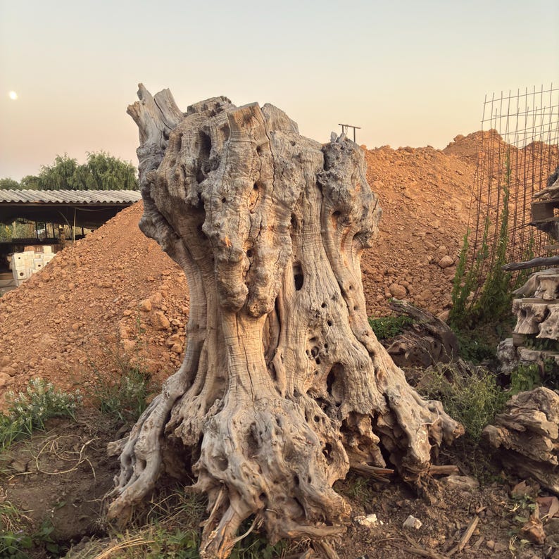 An old, gnarled tree stump stands in a dirt field, surrounded by rocks and vegetation.