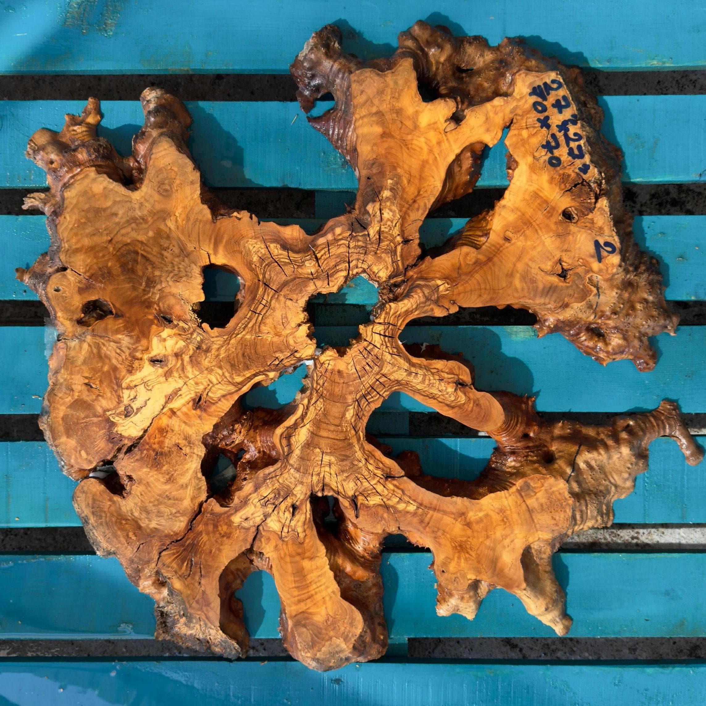 24 Olive Root Slices Live Edge Wood Burl 60 cm Flattened