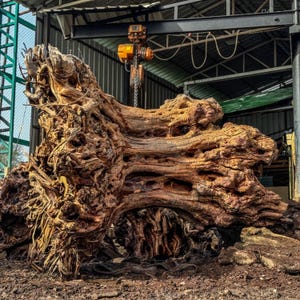 May include: A large, weathered brown tree root system with a complex, gnarled texture and deep natural cavities. The wood displays varied shades of tan and dark brown, featuring intricate organic patterns and exposed fibrous root structures.