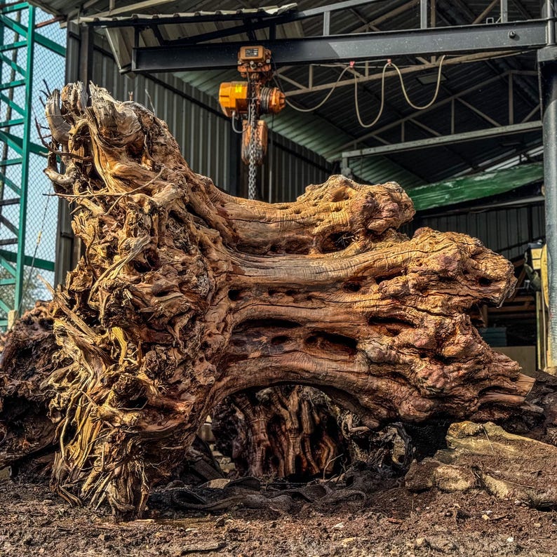 May include: A large, weathered brown tree root system with a complex, gnarled texture and deep natural cavities. The wood displays varied shades of tan and dark brown, featuring intricate organic patterns and exposed fibrous root structures.