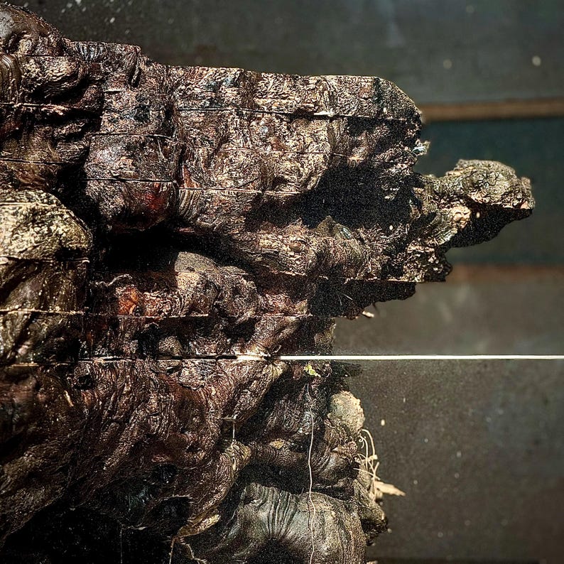 May include: A dark brown, textured piece of raw wood burl with a rough, uneven surface and deep crevices. A thin, horizontal white line cuts across the center of the wood, highlighting the natural, jagged contours and dense, organic grain patterns.
