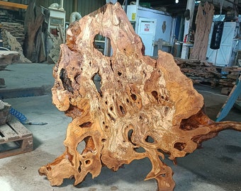 300 Years Old Unique Olive Root Burl Slab