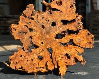 Olive Root Wood Slab: Ancient Burl from Turkey - Natural Cavities