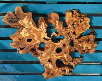 24" Olive Root Slices Live Edge Wood Burl 60 cm Flattened, Sanded, for Epoxy Resin Table, Wall Hang