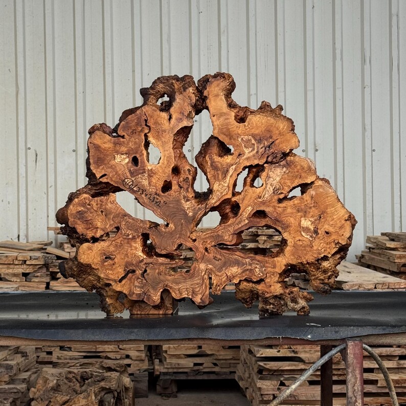33"x28" // Large Olive Root Burl Slice – Kiln Dried Live Edge Slab for Epoxy Tables and Wall Art Code : 14 image 7