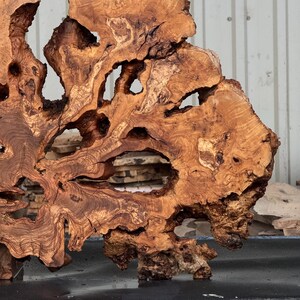 May include: A large, irregular slab of natural olive wood featuring a complex, swirling grain pattern in shades of golden brown and dark amber. The piece has a rough, organic edge and several natural voids and hollows throughout the wood surface.