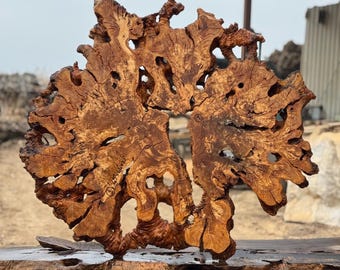 45"x44" // Large Olive Root Burl Slice – Kiln Dried Live Edge Slab for Epoxy Tables and Wall Art Code : 1
