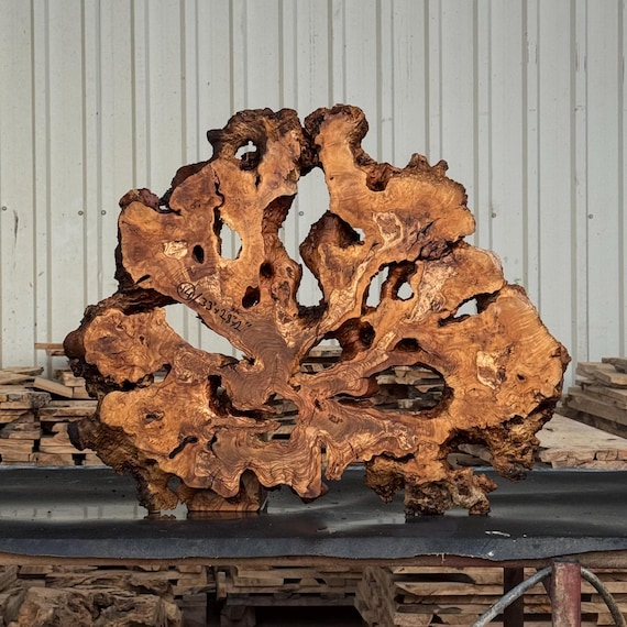 33"x28"  // Large Olive Root Burl Slice – Kiln Dried Live Edge Slab for Epoxy Tables and Wall Art Code : 14