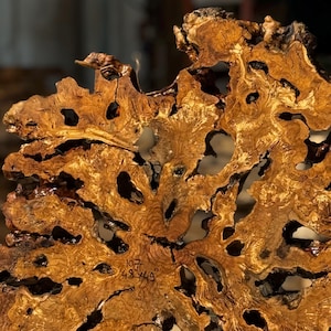 May include: Close-up of a unique, irregularly shaped wooden slab with a rich, golden-brown hue. The wood features numerous natural holes and dark, intricate patterns. The text "107 48x49" is visible on the surface, indicating dimensions in inches.