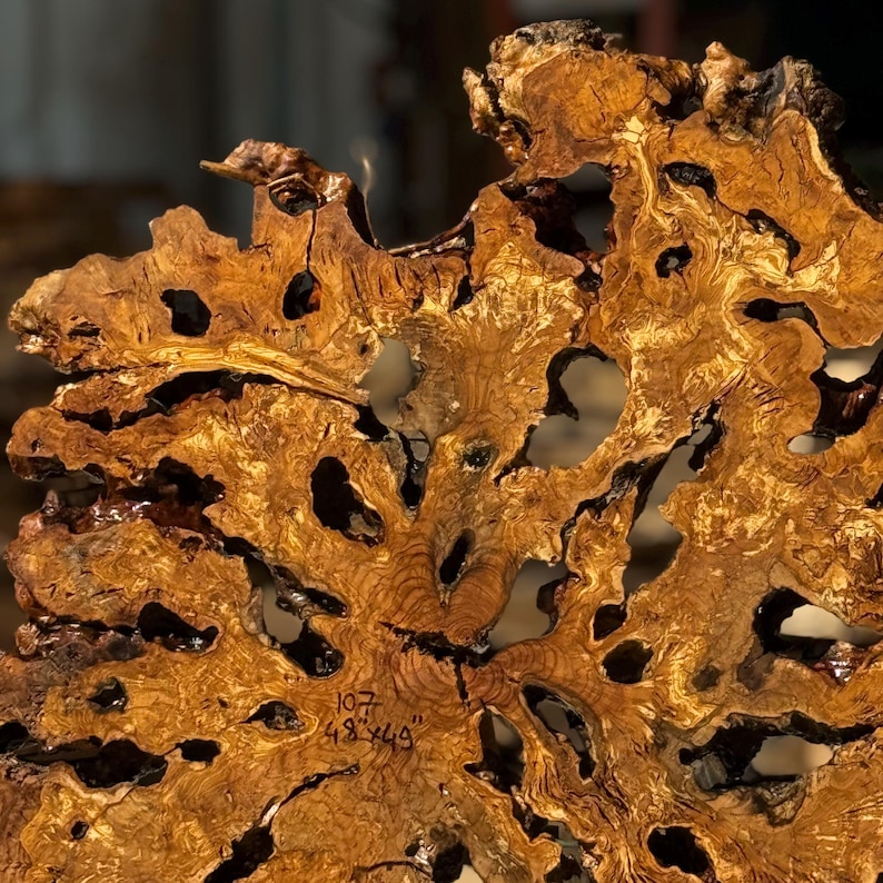 May include: Close-up of a unique, irregularly shaped wooden slab with a rich, golden-brown hue. The wood features numerous natural holes and dark, intricate patterns. The text "107 48x49" is visible on the surface, indicating dimensions in inches.