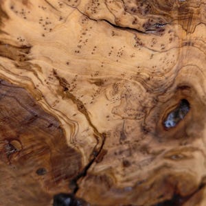 May include: A close-up view of natural olive wood grain featuring swirling patterns of light tan and deep brown tones. The surface displays organic knots, dark inclusions, and intricate, flowing lines that highlight the wood's unique texture.