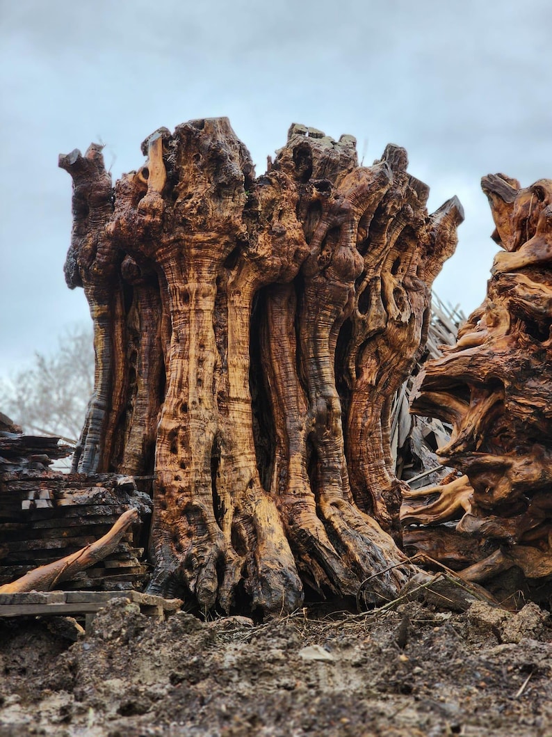May include: A large, weathered tree stump with a complex, gnarled texture and deep vertical grooves. The wood displays a rich palette of brown, tan, and dark charcoal tones, showcasing natural knots, hollows, and intricate organic patterns throughout.