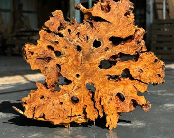 Large Olive Root Burl Slice – Kiln Dried Live Edge Slab for Epoxy Tables