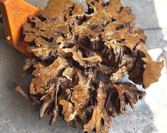 Ancient Olive Root 54"x54"x5" // 137x137x13 cm   Olive Root Slice Live Edge (code K-3)