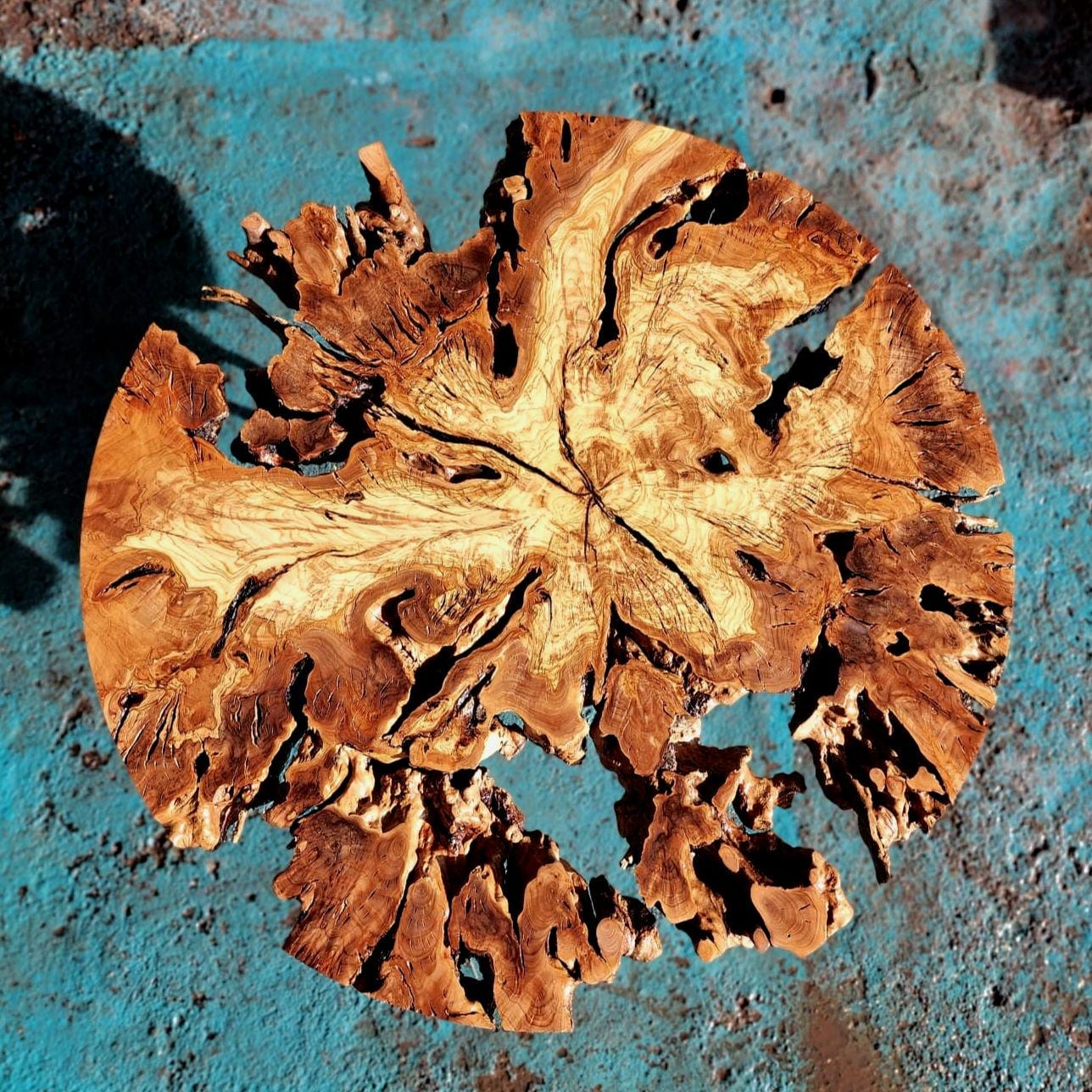 24 Olive Root Slices Live Edge Wood Burl 60 cm Flattened