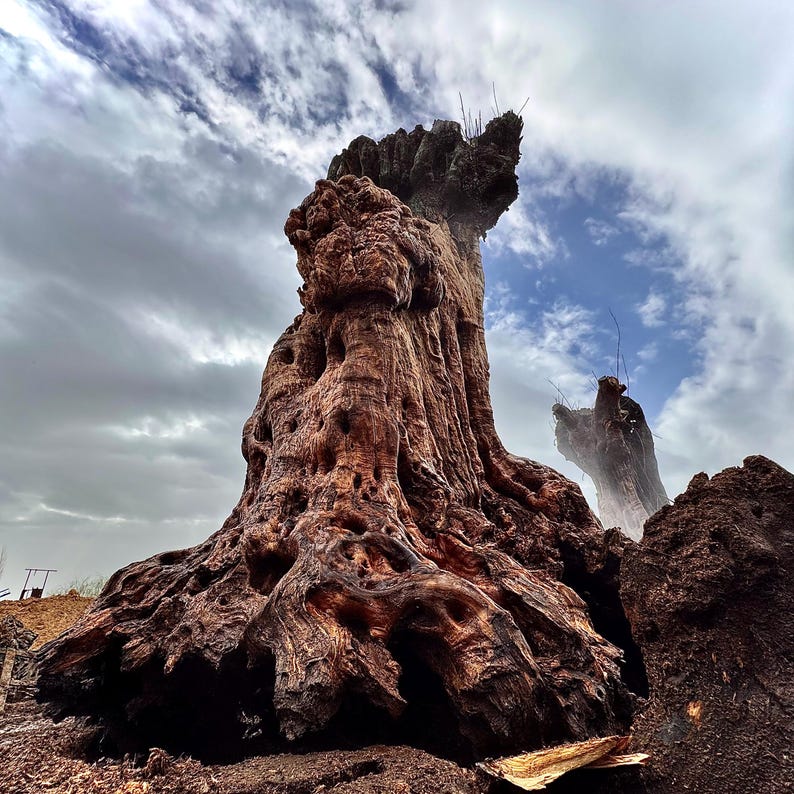 May include: A large, weathered tree stump with a deeply textured, gnarled brown surface and intricate knot patterns. The stump stands prominently against a cloudy sky, showcasing organic ridges, hollows, and a rugged, aged appearance.
