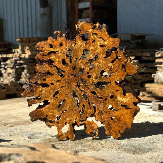 Large Olive Root Burl Slice – Kiln Dried Live Edge Slab Epoxy Tables, Wall Art