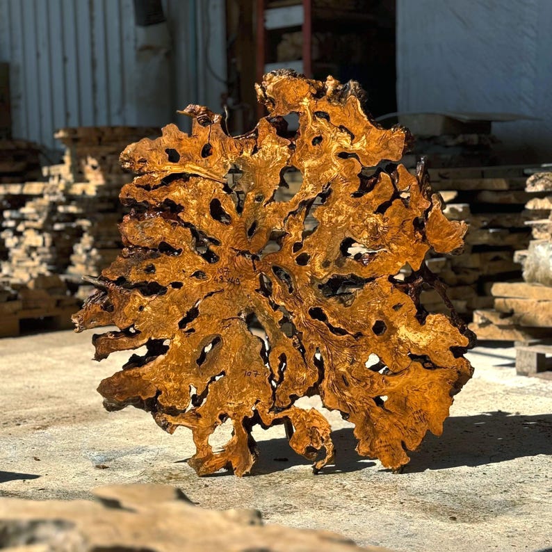 Large Olive Root Burl Slice – Kiln Dried Live Edge Slab Epoxy Tables, Wall Art image 1