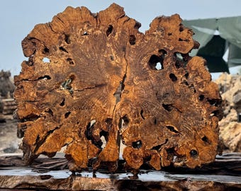 51""x42"  // Large Olive Root Burl Slice – Kiln Dried Live Edge Slab for Epoxy Tables and Wall Art Code : 3