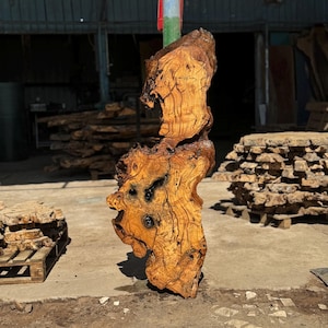 May include: A vertical, irregular slab of natural wood with a warm, golden-brown grain and dark, knotty inclusions. The surface features handwritten markings indicating a width of 16 inches and a length of 58 inches, showcasing raw, organic edges.