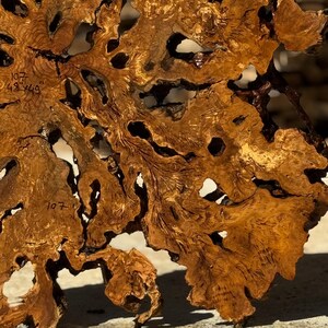 May include: Close-up of a large, irregularly shaped piece of wood with a rich, warm brown color. The wood has a unique, organic pattern with numerous holes and intricate grain details. The text "107" and "48 x 49" are visible.