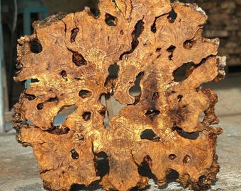 37-42" Olive Root Slice Live Edge (Code: A-7)