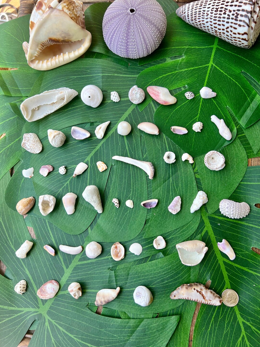 50 Pieces Mix of Hawaii Shell Pieces Great for Decoration, Jewelry, or ...