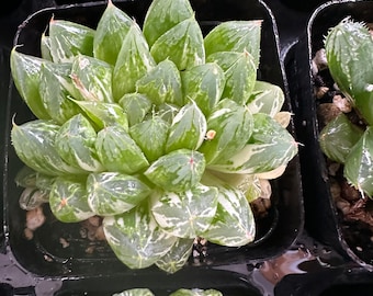 Haworthia panaché (expédié uniquement au Québec et en Ontario) maintenant