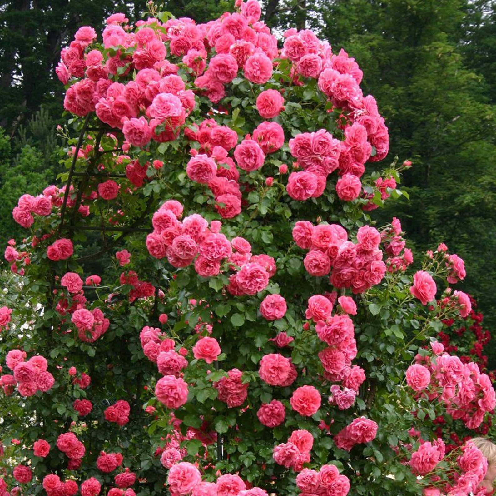 5 PINK CLIMBING ROSE Rosa Bush Vine Climber Fragrant Butterfly Etsy