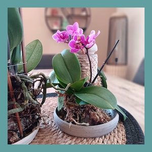 Peut inclure: Une orchidée en pot avec des fleurs rose vif et des feuilles vertes, dotée d'un tuteur central texturé et de racines apparentes dans une coupelle en céramique grise mouchetée. Le texte Les Demains dans la Terre est visible au-dessus.