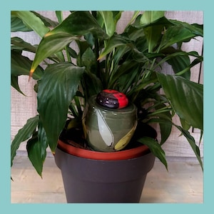 Può includere: Un vaso in ceramica verde con motivi a foglia bianca è posizionato all'interno di un vaso grigio scuro più grande contenente una pianta verde. Una piccola pietra liscia dipinta come una coccinella rossa e nera poggia sul vaso verde. Il testo Les Demains dans la Terre appare sopra.