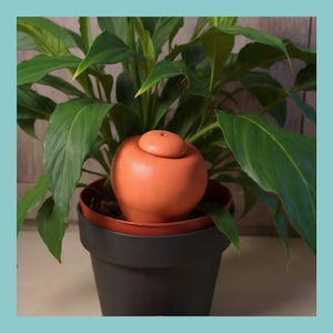 Pode incluir: Uma planta em vaso com folhas verdes grandes e um vaso de cerâmica laranja. O vaso é redondo com uma tampa e está dentro de um vaso de plástico preto. O texto "Les Demains dans la Terre" está na parte superior da imagem.