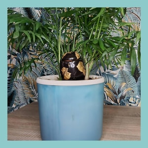 Può includere: Una pianta in vaso con foglie verdi lussureggianti e un vaso decorativo scuro con accenti dorati. La pianta è in un vaso di ceramica azzurro con un bordo bianco. Il testo "Les Demains dans la Terre" è in alto.