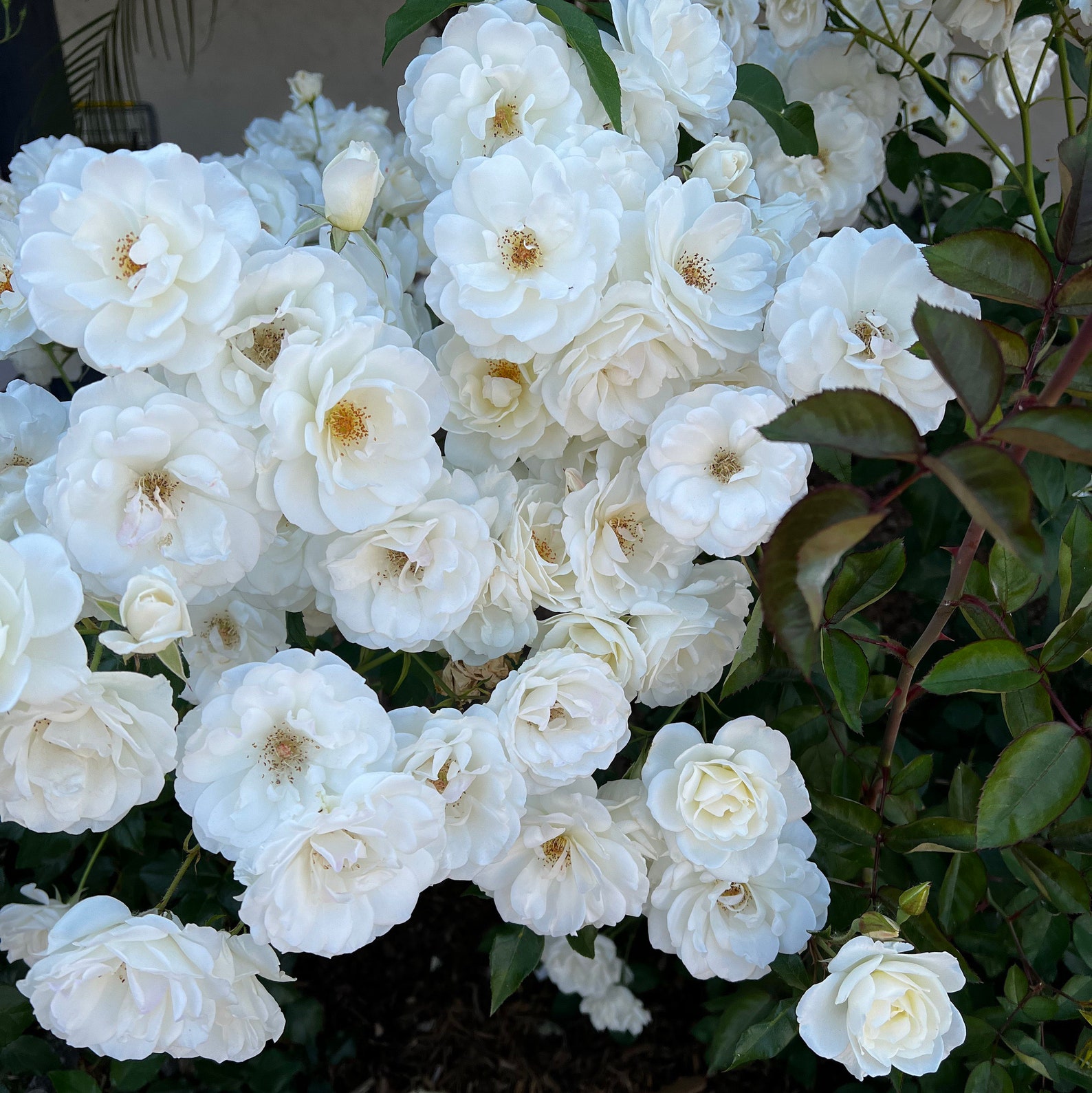 Iceberg White Rose Ground Cover Floribunda Live Plant Bare Etsy