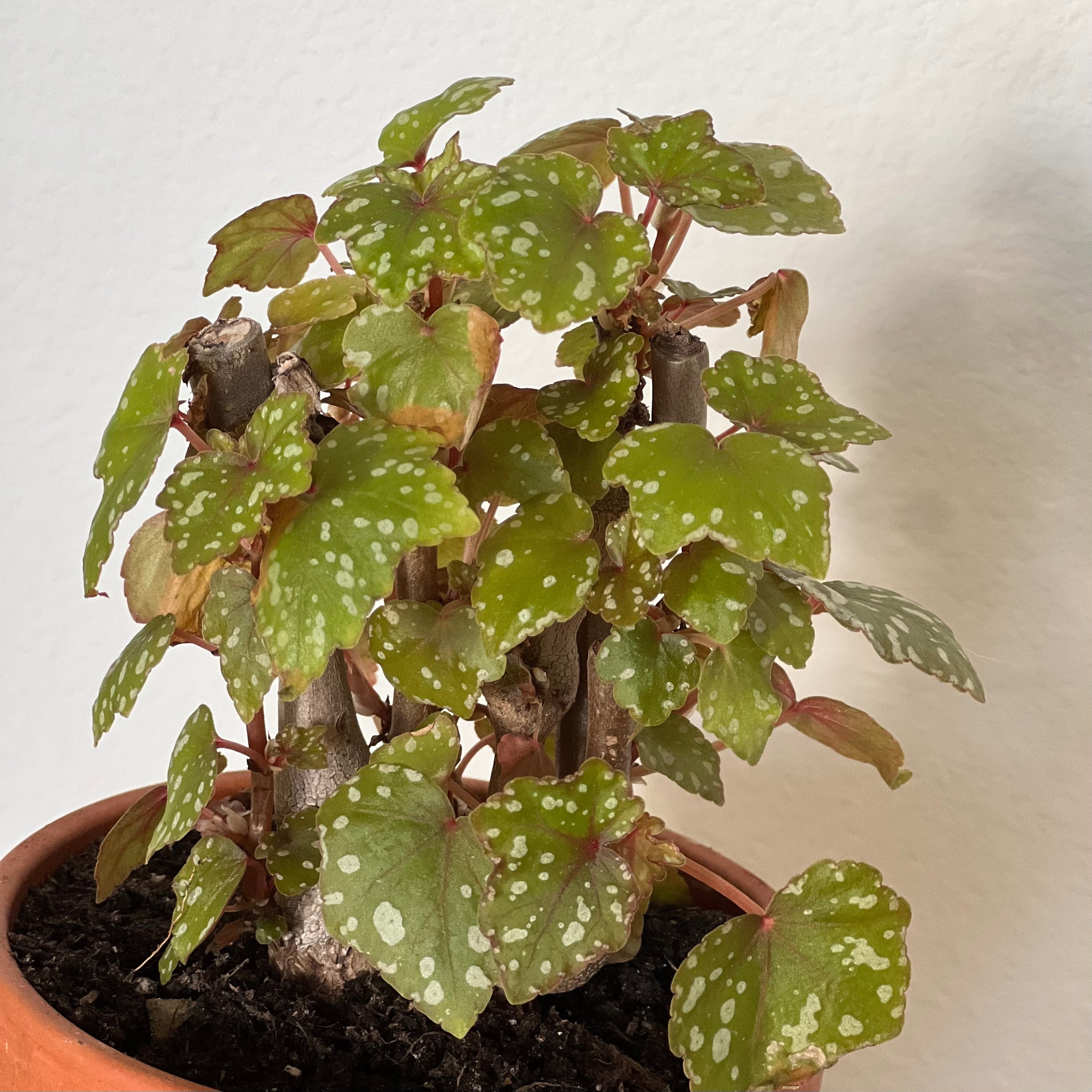 Begonia Dregei glasgow Bonsai Caudex Rare Houseplant  Pot - Etsy