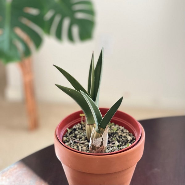 Rare Orchid Plants Etsy