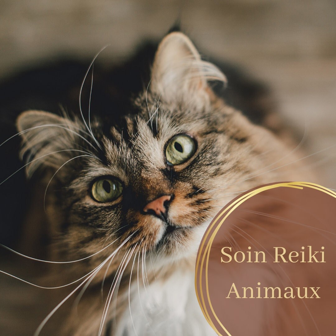 Soin Énergétique Animal