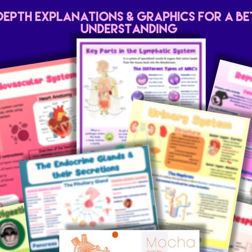 Anatomy & Physiology Study Kit Part 1 Worksheets Etsy