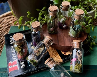 Mystery Micro Mushroom Terrarium Bottle
